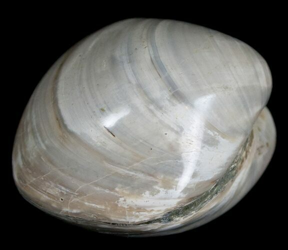 Polished Fossil Clam - Large Size #5263